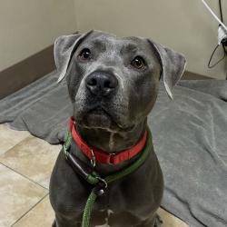 Shelter Stray Male Dog last seen SE 82ND AND POWELL BLVD, PORTLAND, OR, 97236, 1700 W Historic Columbia River Hwy, Troutdale, OR 97060, USA