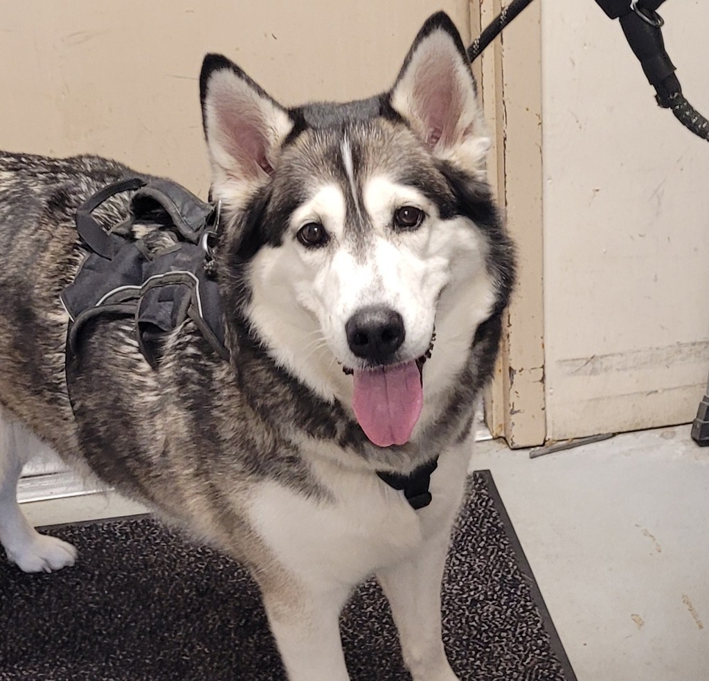 Shelter Stray Female Dog last seen OR, 1700 W Historic Columbia River Hwy, Troutdale, OR 97060, USA