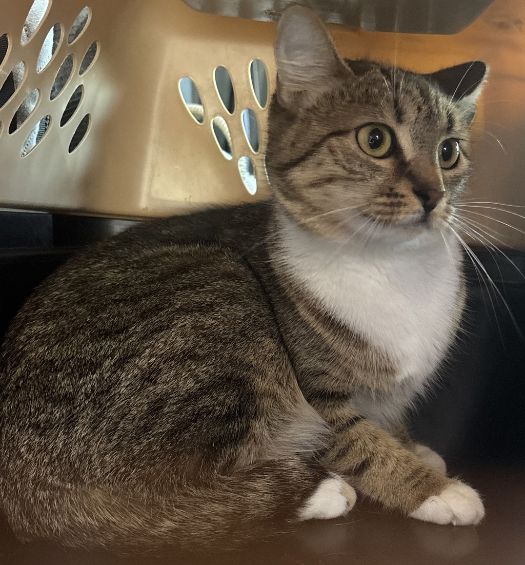 Shelter Stray Female Cat last seen NW 18th/Hoyt, PORTLAND, OR, 97209, 1700 W Historic Columbia River Hwy, Troutdale, OR 97060, USA
