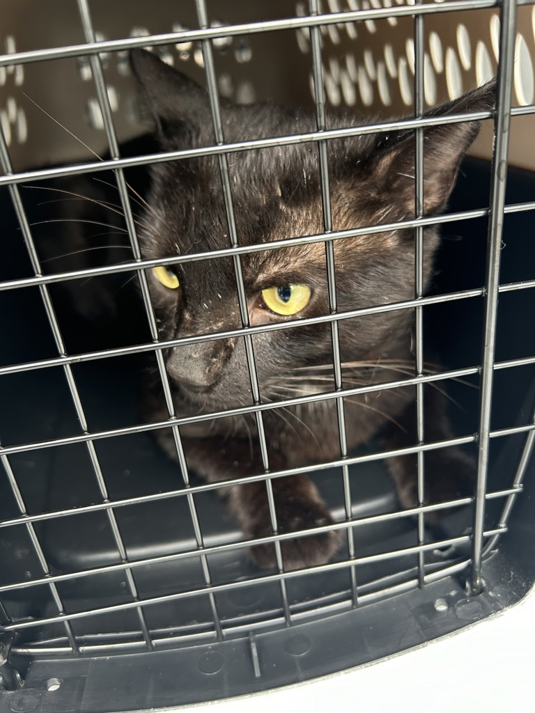 Shelter Stray Male Cat last seen Autumn Harvest Drive, VIRGINA BEACH, VA, 341 S Birdneck Rd, Virginia Beach, VA 23451, USA