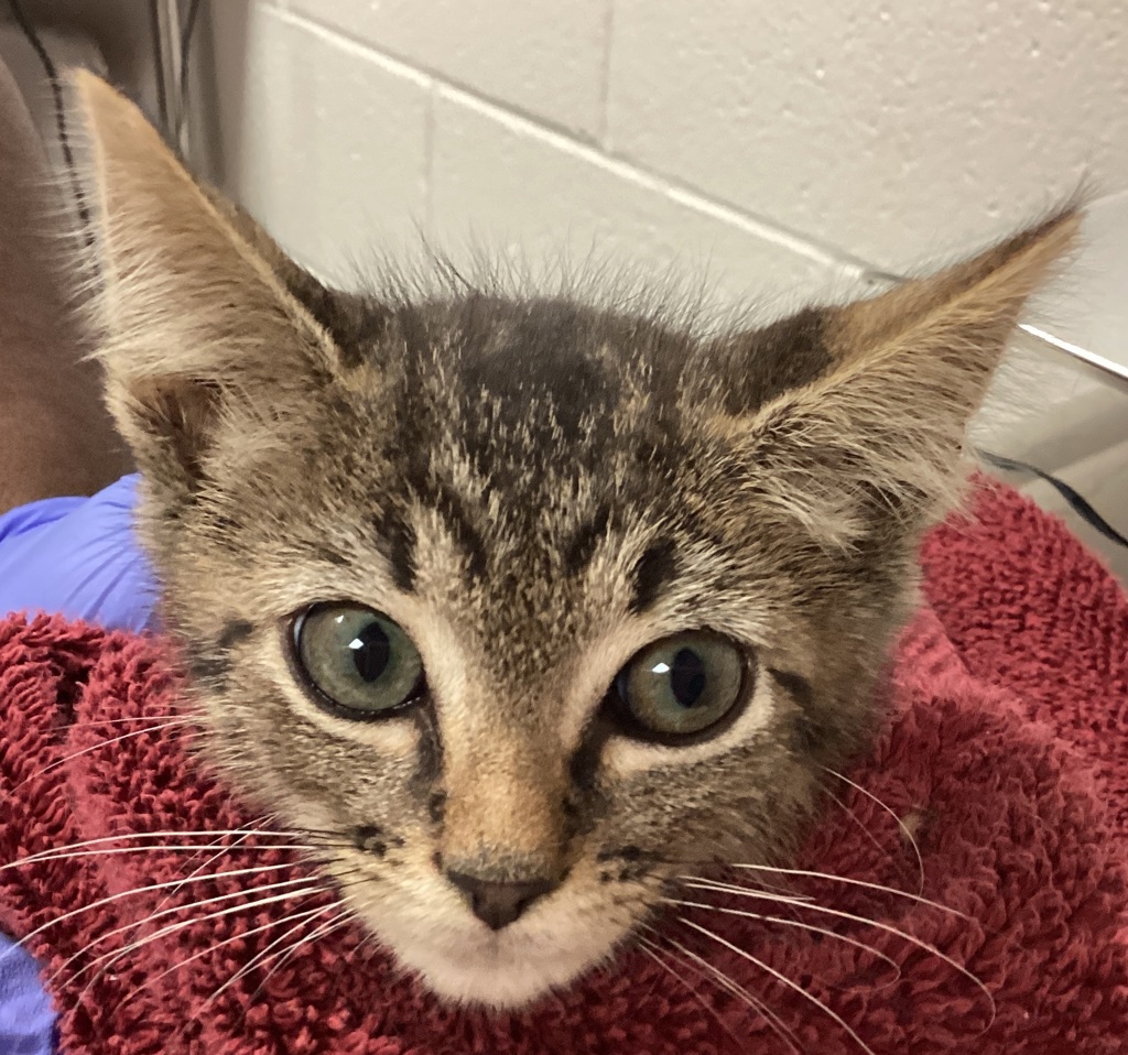 Shelter Stray Male Cat last seen found near Greene rd and Millbrook rd in Raleigh, RALEIGH, NC, 27604, 820 Beacon Lake Dr, Raleigh, NC 27610, USA