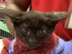 Shelter Stray Female Cat last seen found near Greene rd and Millbrook rd in Raleigh, RALEIGH, NC, 27604, 820 Beacon Lake Dr, Raleigh, NC 27610, USA