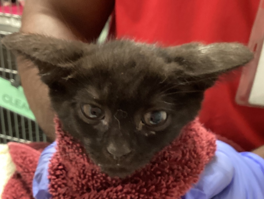 Shelter Stray Female Cat last seen found near Greene rd and Millbrook rd in Raleigh, RALEIGH, NC, 27604, 820 Beacon Lake Dr, Raleigh, NC 27610, USA