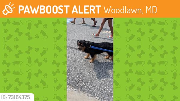 Found/Stray Female Dog last seen Greenage Rd, Woodlawn, MD 21244