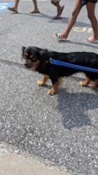 Found/Stray Female Dog last seen Greenage Rd, Woodlawn, MD 21244