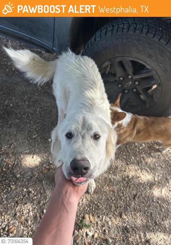 Found/Stray Unknown Dog last seen Westphalia tx, Westphalia, TX 76656