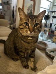 Lost Male Cat last seen W 6th Avenue and Grandview Avenue, Columbus, OH 43212