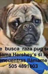 Lost Male Dog last seen Gonzales and old Coors area, Albuquerque, NM 87105
