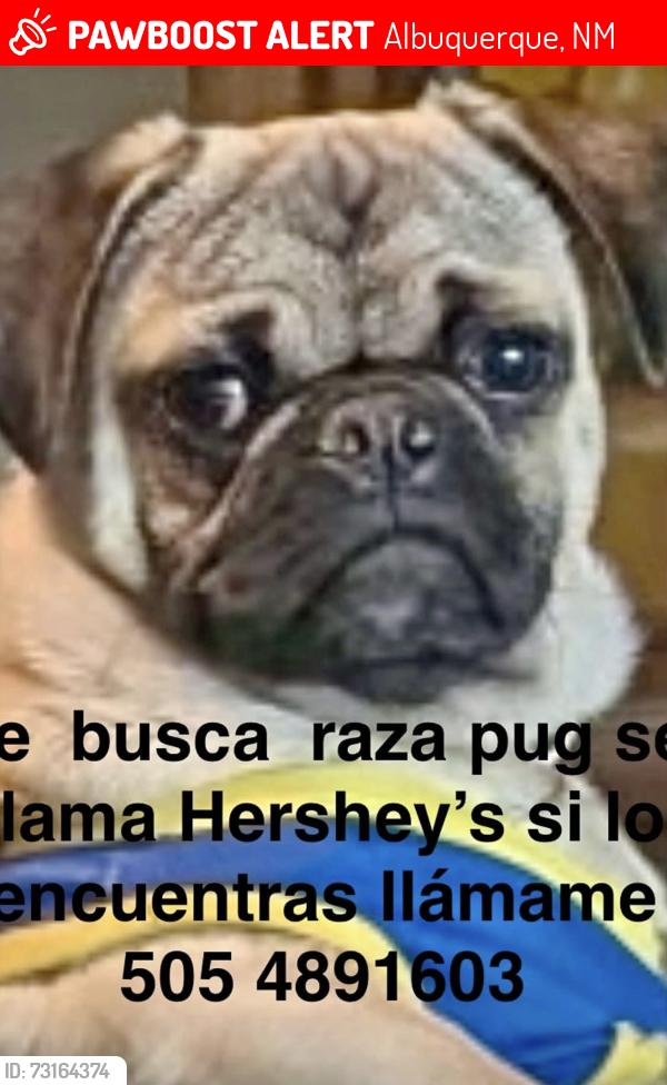Lost Male Dog last seen Gonzales and old Coors area, Albuquerque, NM 87105