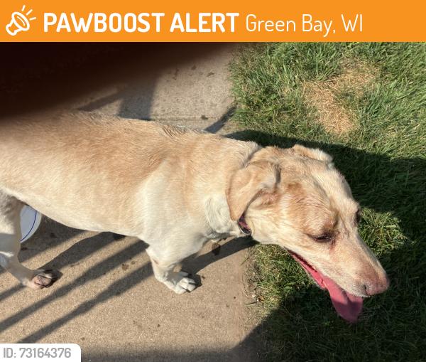 Found/Stray Female Dog last seen Main Street, Green Bay, WI 54302