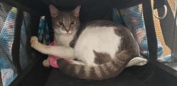 Found/Stray Female Cat last seen Near SW 37th Strret, Davie, FL 33314