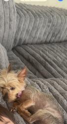 Lost Female Dog last seen Cole Ave and Van Buren Blvd, Riverside, CA 92508