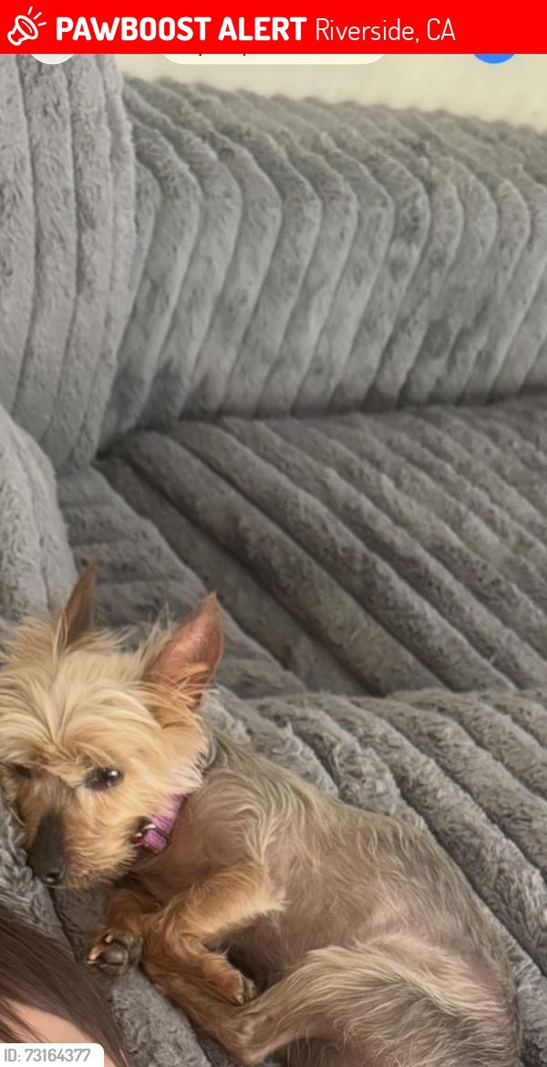 Lost Female Dog last seen Cole Ave and Van Buren Blvd, Riverside, CA 92508