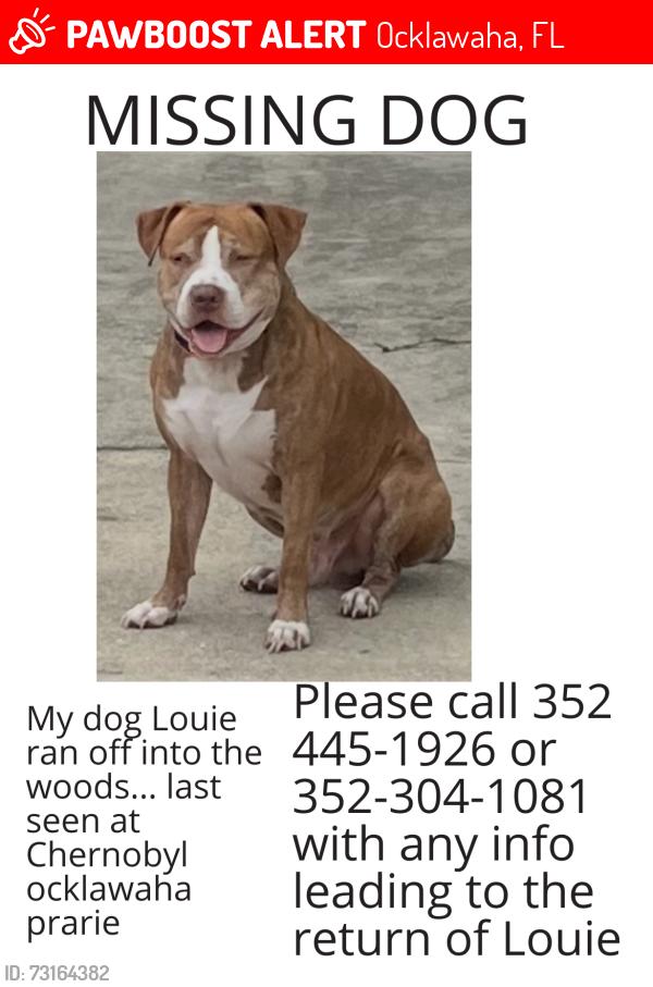 Lost Male Dog last seen Ocklawaha Praire restoration Chornobyl memorial, Ocklawaha, FL 32179