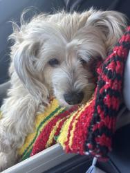 Found/Stray Female Dog last seen Sweetwater Rd and Illdica St, Spring Valley, CA 91977