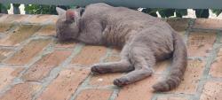 Found/Stray Male Cat last seen Lloyd Street, Pensacola, FL 32503