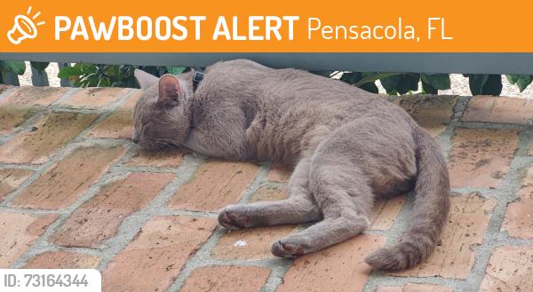 Found/Stray Male Cat last seen Lloyd Street, Pensacola, FL 32503