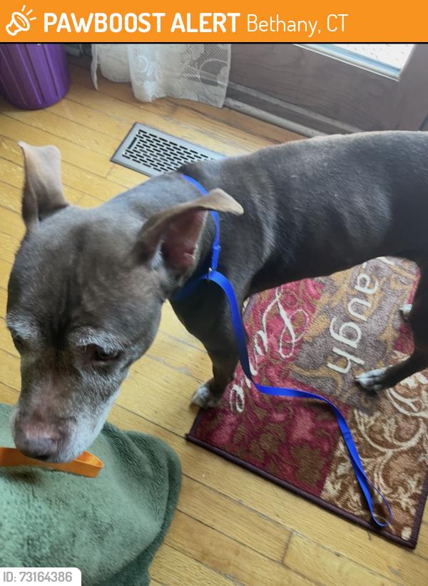Found/Stray Female Dog last seen Brooks rd, Bethany, CT 06524