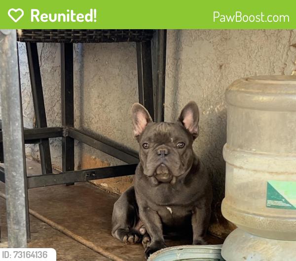 Reunited Male Dog last seen Hixon Ave and home Ave, San Diego, CA 92105