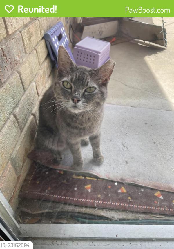 Reunited Female Cat last seen Near Huntington Dr, Grand Prairie, TX 75051
