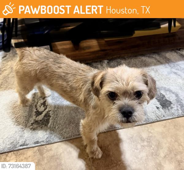Found/Stray Male Dog last seen Lonestar College Kingwood, Houston, TX 77365