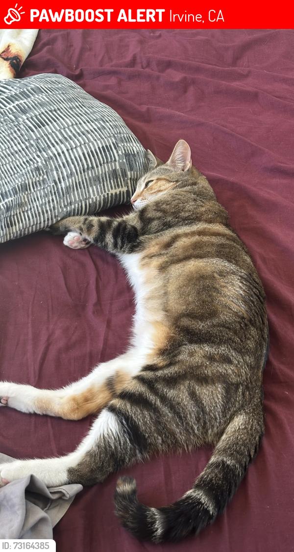 Lost Female Cat last seen Pintado and Gitano, Irvine, CA 92618