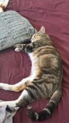 Lost Female Cat last seen Pintado and Gitano, Irvine, CA 92618