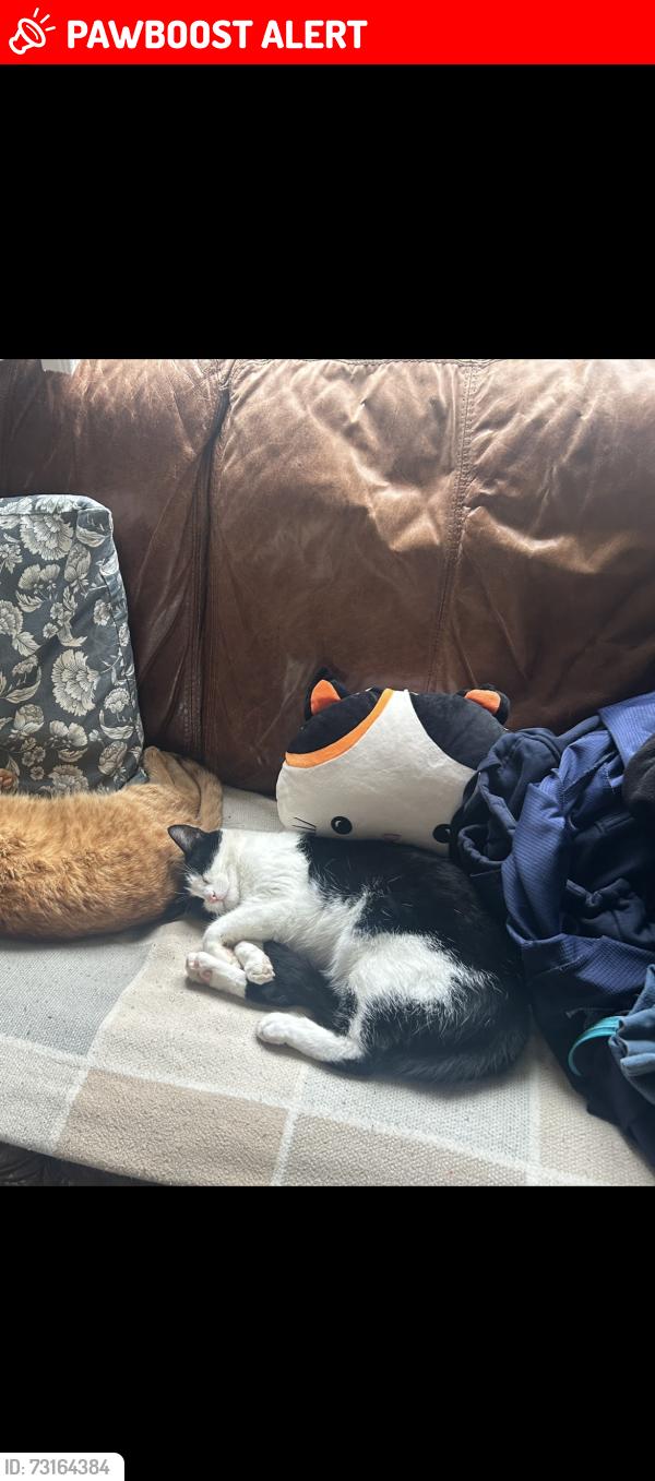 Lost Male Cat last seen Broughton, hampshire, Stockbridge, England 