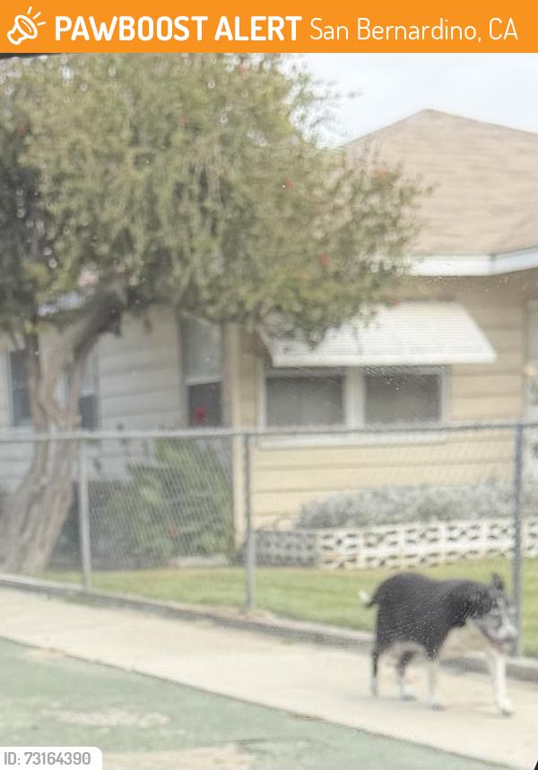Found/Stray Unknown Dog last seen on the corner of E 21st St and Crestview Ave, in front of the hosp, San Bernardino, CA 92404