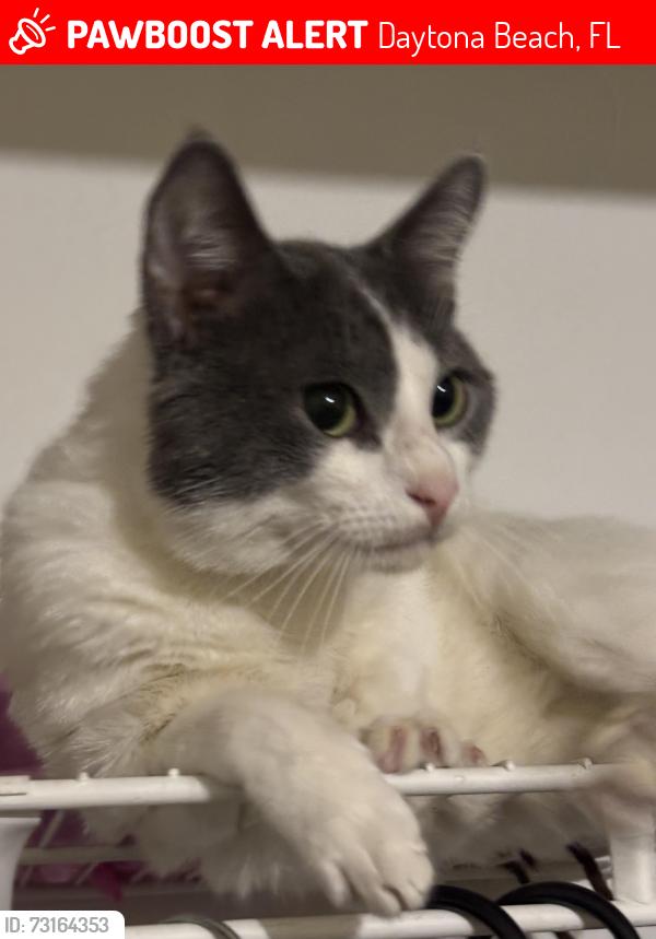 Lost Male Cat last seen North street and George Ingram, Daytona Beach, FL 32114