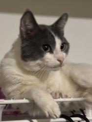 Lost Male Cat last seen North street and George Ingram, Daytona Beach, FL 32114