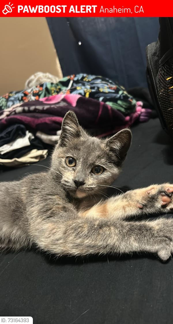 Lost Female Cat last seen Riverdale and Finch, Anaheim, CA 92807