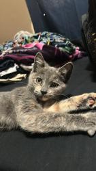 Lost Female Cat last seen Riverdale and Finch, Anaheim, CA 92807