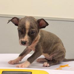 Shelter Stray Female Dog last seen , 3607 N Armenia Ave, Tampa, FL 33607, USA
