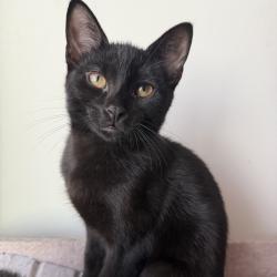 Shelter Stray Male Cat last seen , 8020 Washington St, Port Richey, FL 34668, USA