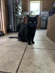 Lost Female Cat last seen Torwood Lane, Pleasant Hills PA 15236, Pleasant Hills, PA 15236