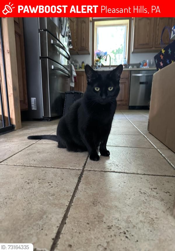 Lost Female Cat last seen Torwood Lane, Pleasant Hills PA 15236, Pleasant Hills, PA 15236