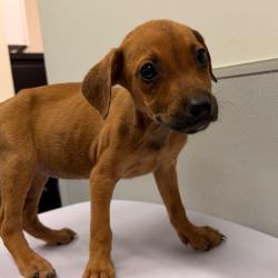 Shelter Stray Female Dog last seen , 3607 N Armenia Ave, Tampa, FL 33607, USA