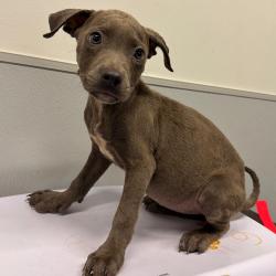 Shelter Stray Female Dog last seen , 3607 N Armenia Ave, Tampa, FL 33607, USA