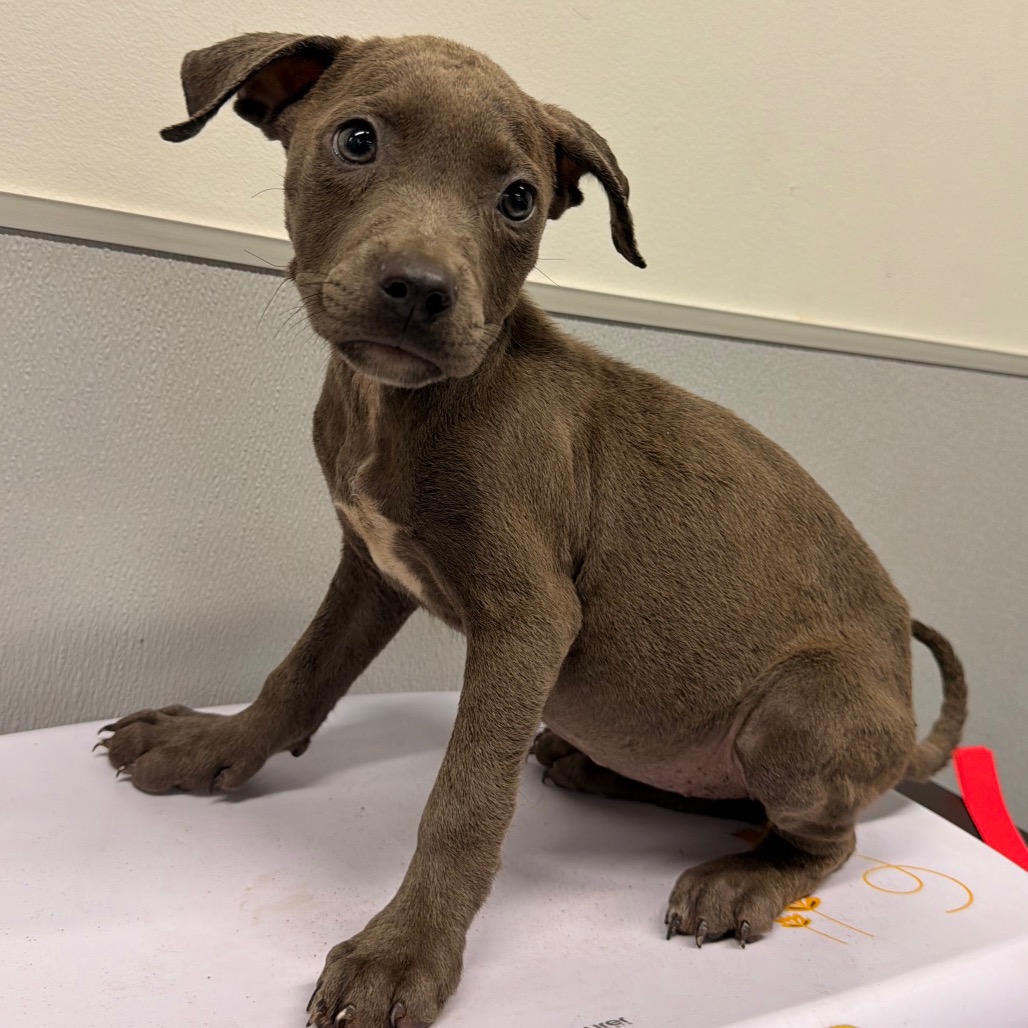 Shelter Stray Female Dog last seen , 3607 N Armenia Ave, Tampa, FL 33607, USA