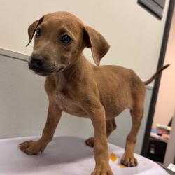 Shelter Stray Female Dog last seen , 3607 N Armenia Ave, Tampa, FL 33607, USA
