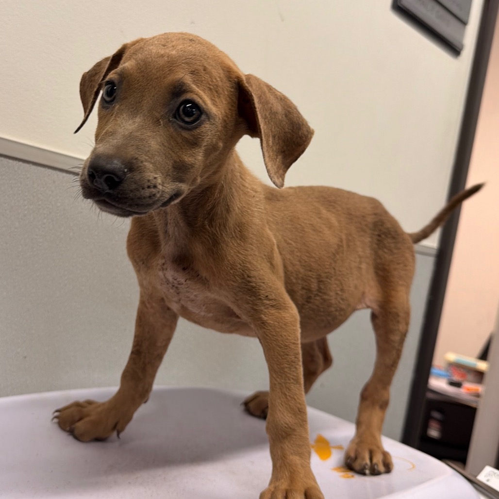 Shelter Stray Female Dog last seen , 3607 N Armenia Ave, Tampa, FL 33607, USA