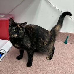Shelter Stray Female Cat last seen , 5801 Graye Ln, Caldwell, ID 83607, USA