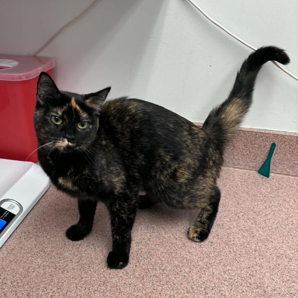 Shelter Stray Female Cat last seen , 5801 Graye Ln, Caldwell, ID 83607, USA