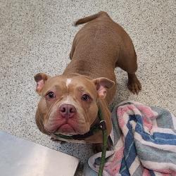 Shelter Stray Female Dog last seen , 1013 Garfield St, Oak Park, IL 60304, USA