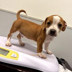 Shelter Stray Male Dog last seen , 3607 N Armenia Ave, Tampa, FL 33607, USA