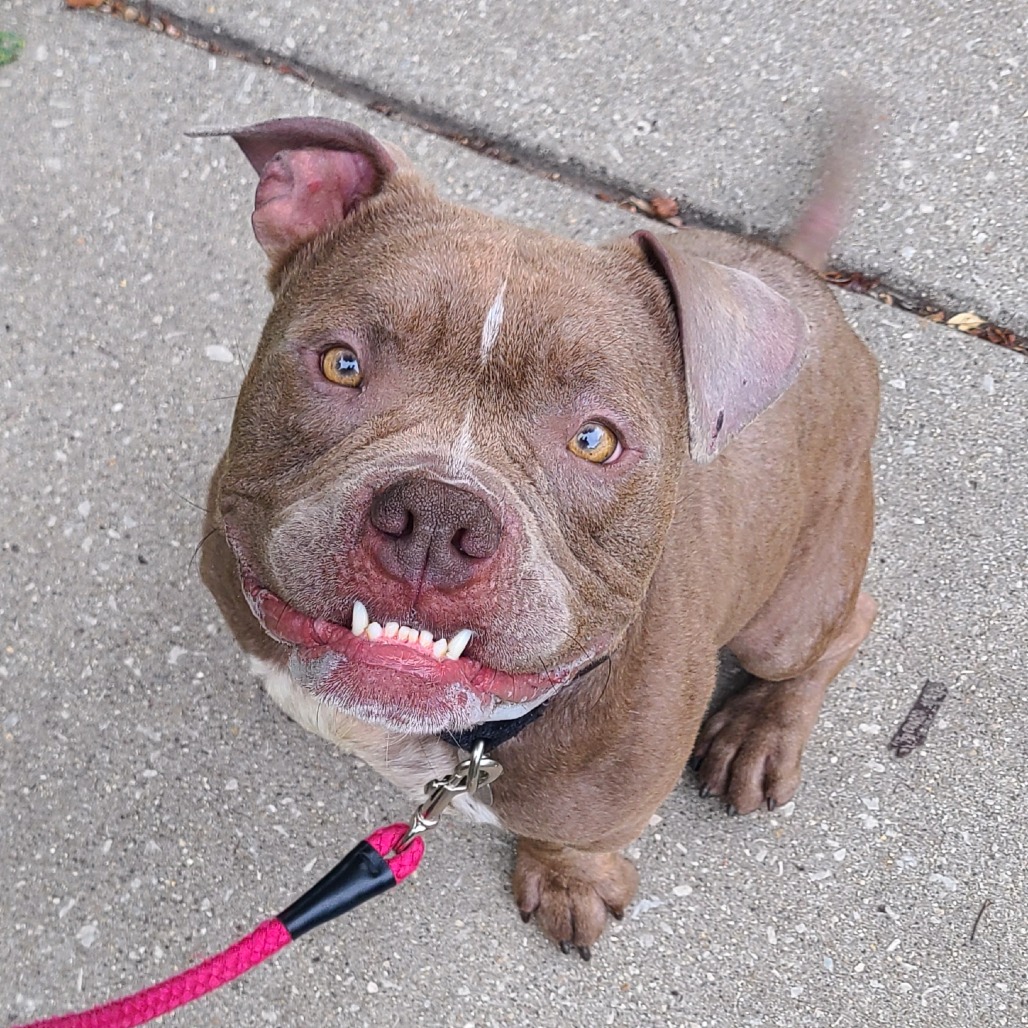 Shelter Stray Male Dog last seen , 1013 Garfield St, Oak Park, IL 60304, USA