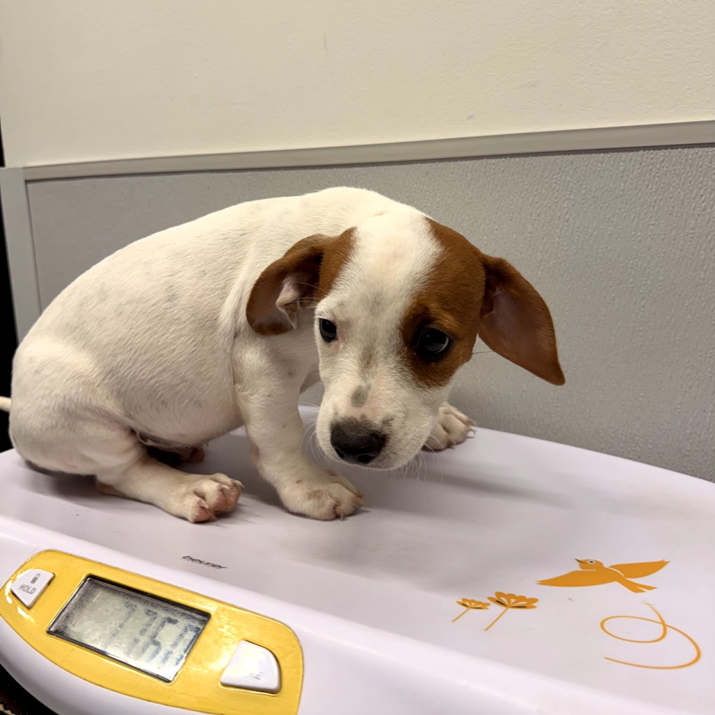 Shelter Stray Male Dog last seen , 3607 N Armenia Ave, Tampa, FL 33607, USA