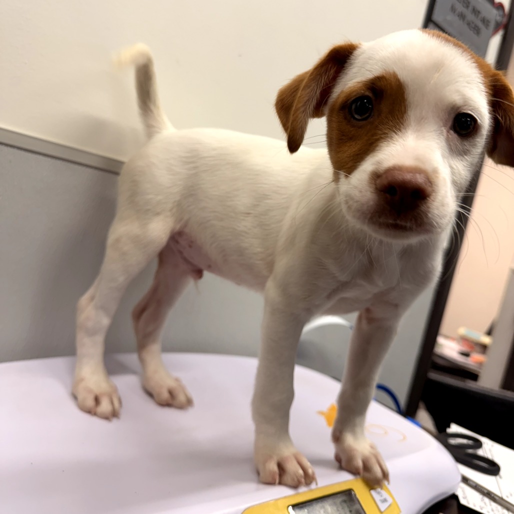 Shelter Stray Male Dog last seen , 3607 N Armenia Ave, Tampa, FL 33607, USA