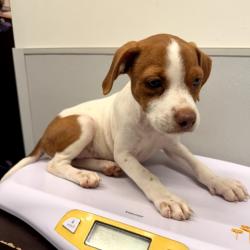 Shelter Stray Female Dog last seen , 3607 N Armenia Ave, Tampa, FL 33607, USA